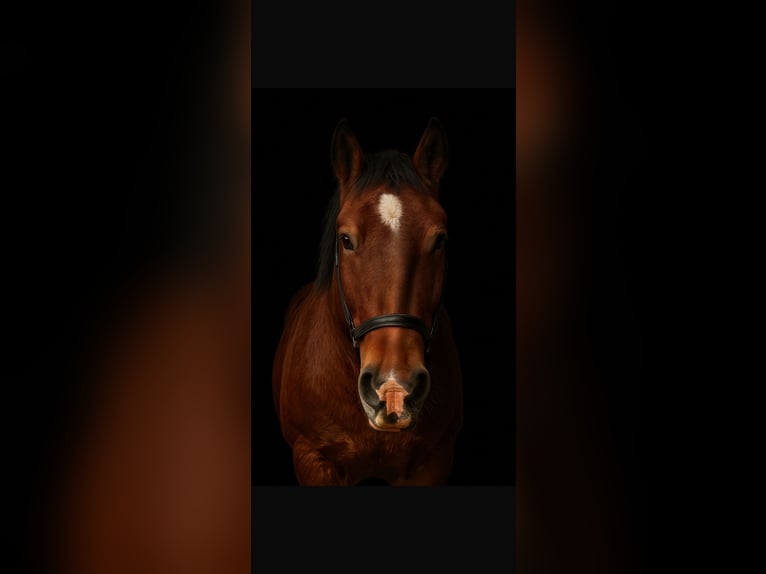 Saxon-Thuringian Draft Horse Gelding 21 years 16,2 hh Brown in MildenauMildenau