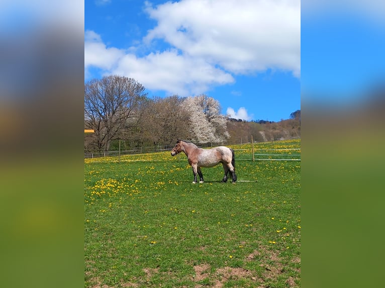 Saxon-Thuringian Draft Horse Mare 23 years 15 hh in Hilders