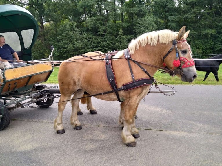Saxon-Thuringian Draft Horse Mare 4 years 16 hh Chestnut-Red in Kamenz