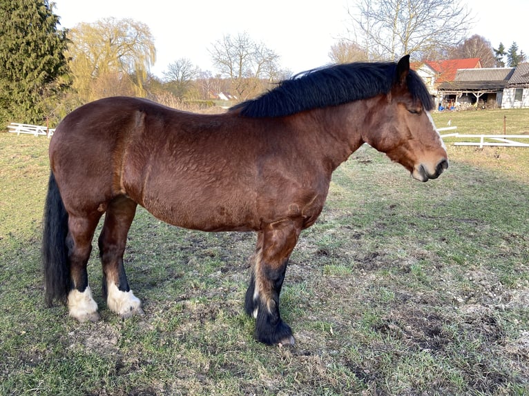 Saxon-Thuringian Draft Horse Mare 9 years 15.2 hh Brown in ZölkowKladrum