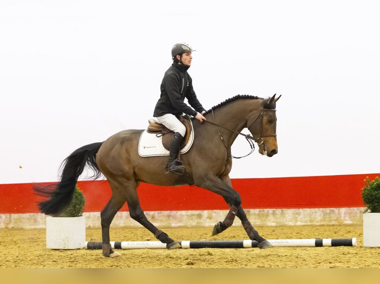 Saxon-Thuringian Draft Horse Stallion 4 years 16 hh  in Waddinxveen