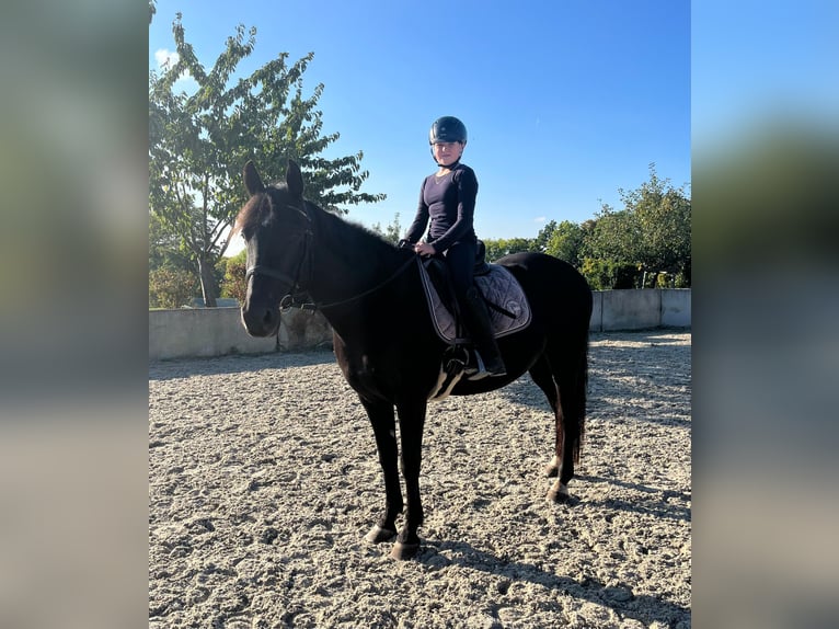 Saxon Warmblood Gelding 12 years 15,1 hh Black in Dippoldiswalde Saxon Warmblood Gelding 12 years 15,1 hh Black in Dippoldiswalde