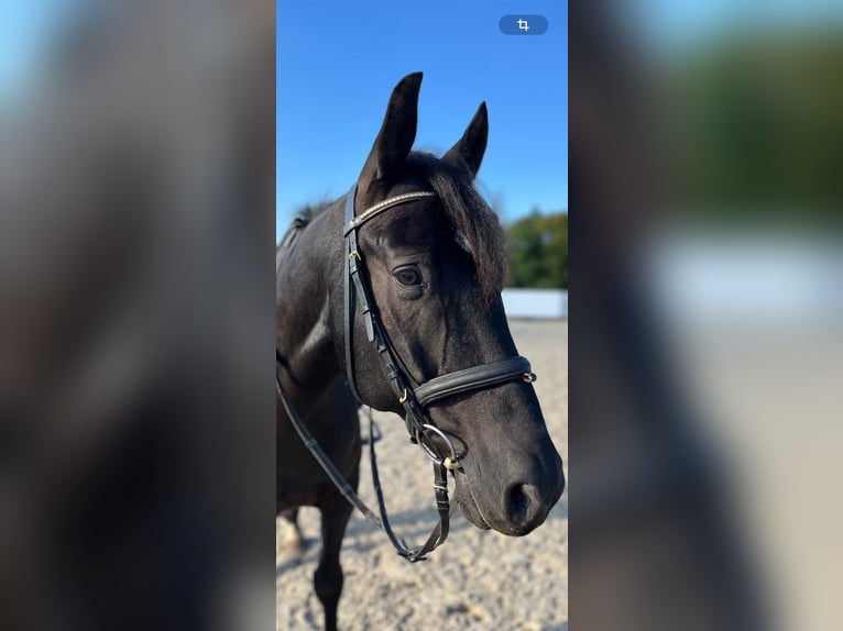 Saxon Warmblood Gelding 12 years 15,1 hh Black in Dippoldiswalde Saxon Warmblood Gelding 12 years 15,1 hh Black in Dippoldiswalde