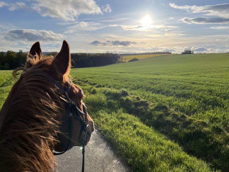 Saxon Warmblood Gelding 19 years 17,1 hh Chestnut-Red in Itzgrund