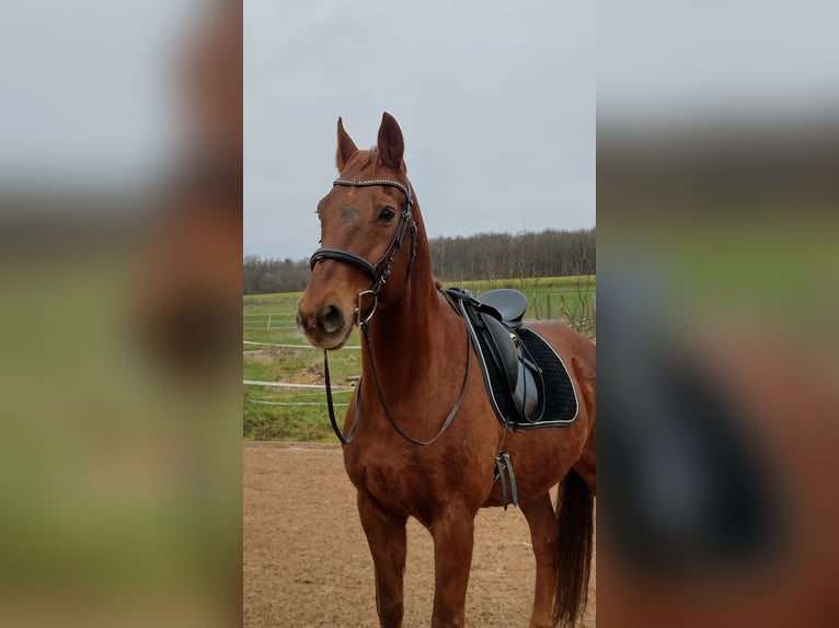 Saxon Warmblood Gelding 20 years 17,1 hh Chestnut-Red in Itzgrund