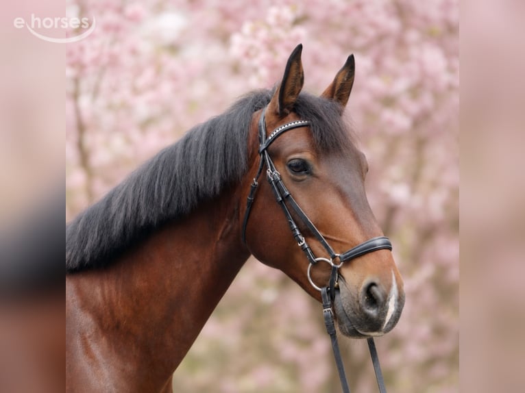 Saxon Warmblood Gelding 4 years 17 hh Brown in RadeburgRadeburg