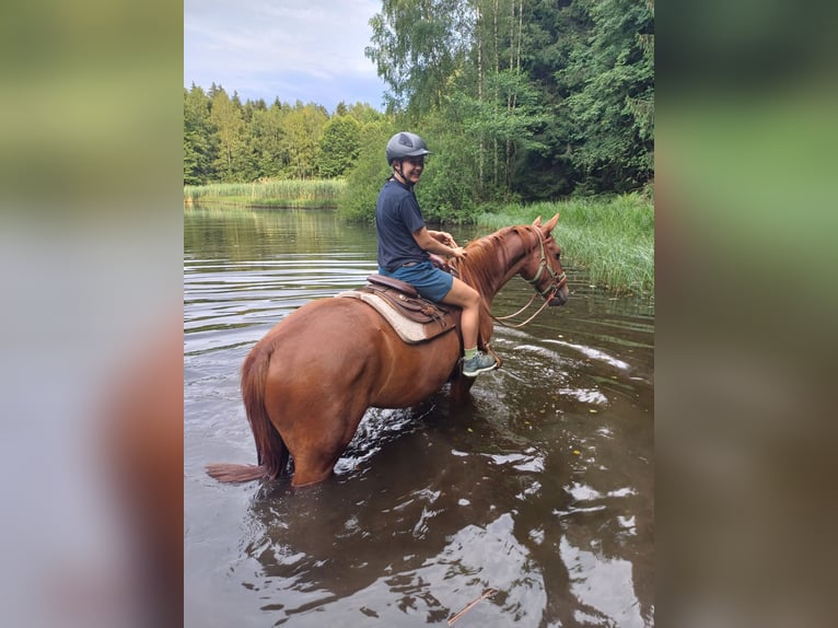 Saxon Warmblood Gelding 4 years 17 hh Chestnut-Red in Marienberg