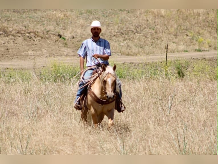 Saxon Warmblood Gelding 7 years 14 hh Palomino in Tres Pinos