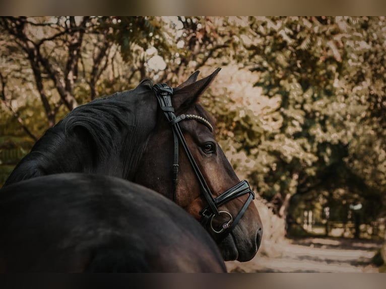 Saxon Warmblood Gelding 7 years 16,2 hh Bay-Dark in Dorsten