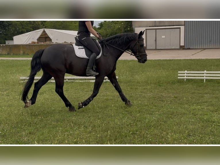 Saxon Warmblood Gelding 8 years Black in Ladenburg