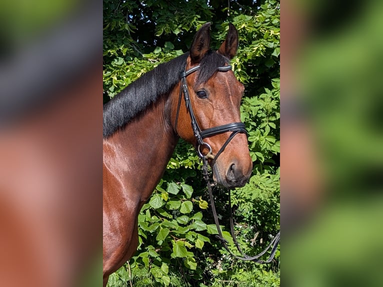 Saxon Warmblood Mare 10 years 16 hh Brown in Kabelsketal