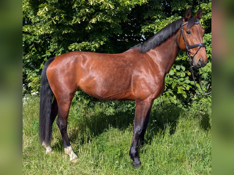 Saxon Warmblood Mare 10 years 16 hh Brown in Kabelsketal