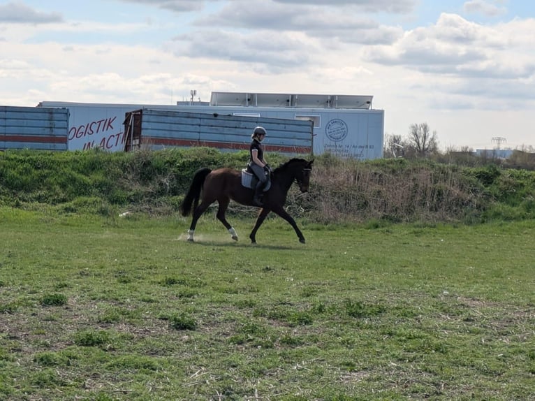 Saxon Warmblood Mare 10 years 16 hh Brown in Kabelsketal