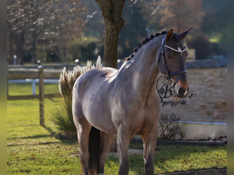 Saxon Warmblood Mare 12 years 16 hh Smoky-Black in Schw&#xE4;bisch Hall
