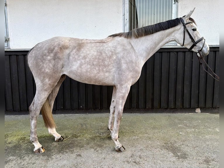Saxon Warmblood Mare 4 years 16 hh Grey-Dapple in Münster