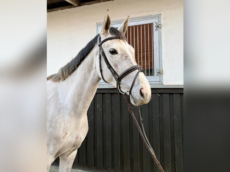 Saxon Warmblood Mare 4 years 16 hh Grey-Dapple in Münster