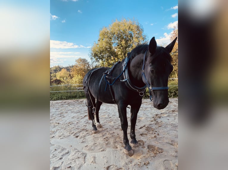Saxon Warmblood Mare 5 years 15,3 hh Black in Zusmarshausen