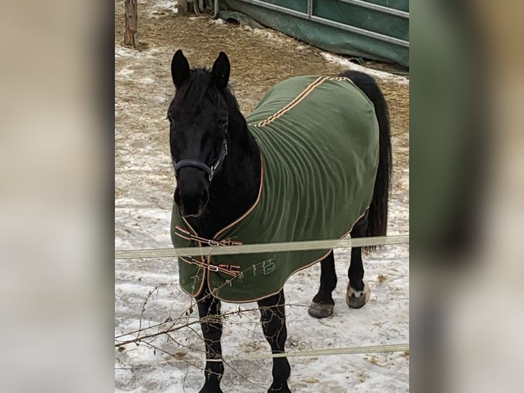 Saxon Warmblood Mare 5 years 15,3 hh Black in Zusmarshausen