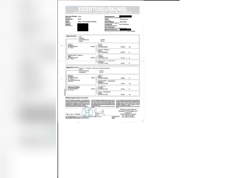 Saxon Warmblood Mare 6 years 16 hh Smoky-Black in Schorfheide