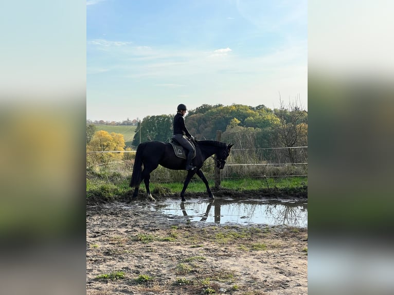 Saxon Warmblood Mare 6 years 16 hh Smoky-Black in Schorfheide