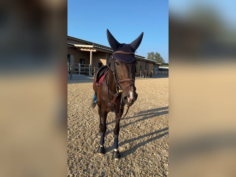 Saxon Warmblood Mare 8 years 15,2 hh Bay-Dark in Thalgau