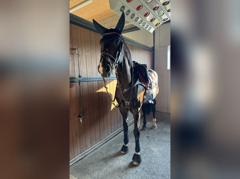 Saxon Warmblood Mare 8 years 15,2 hh Bay-Dark in Thalgau