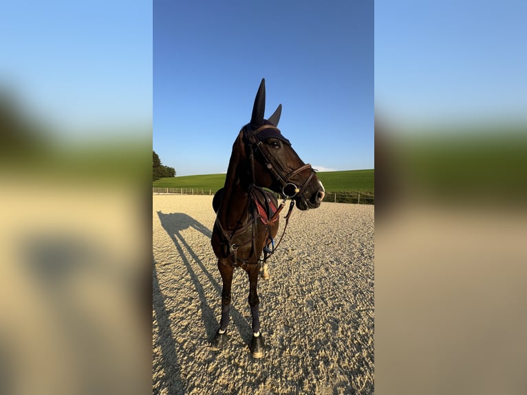 Saxon Warmblood Mare 8 years 15,2 hh Bay-Dark in Thalgau