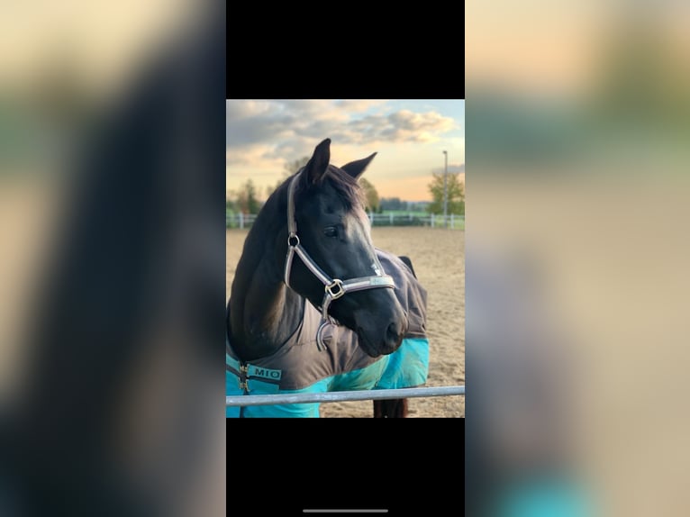 Saxon Warmblood Mare 9 years 16,1 hh Black in GlaubitzNünchritz