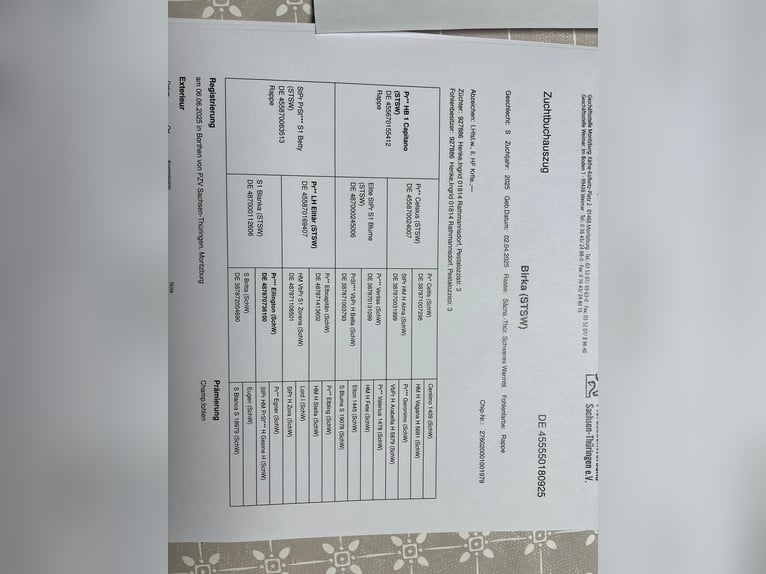 Saxon Warmblood Mare Foal (05/2025) 15,2 hh Black in Bad Schandau