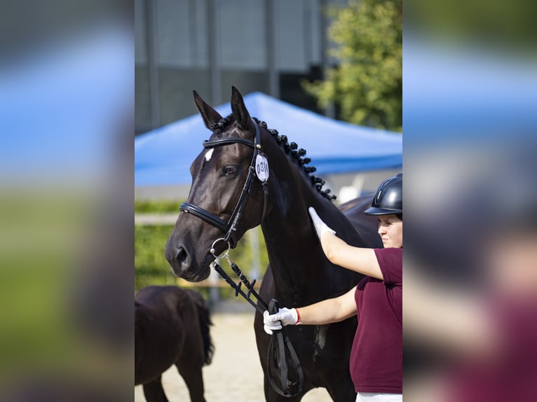 Saxon Warmblood Stallion Foal (06/2025) 15,2 hh Black in Liebstadt Saxon Warmblood Stallion Foal (06/2025) 15,2 hh Black in Liebstadt