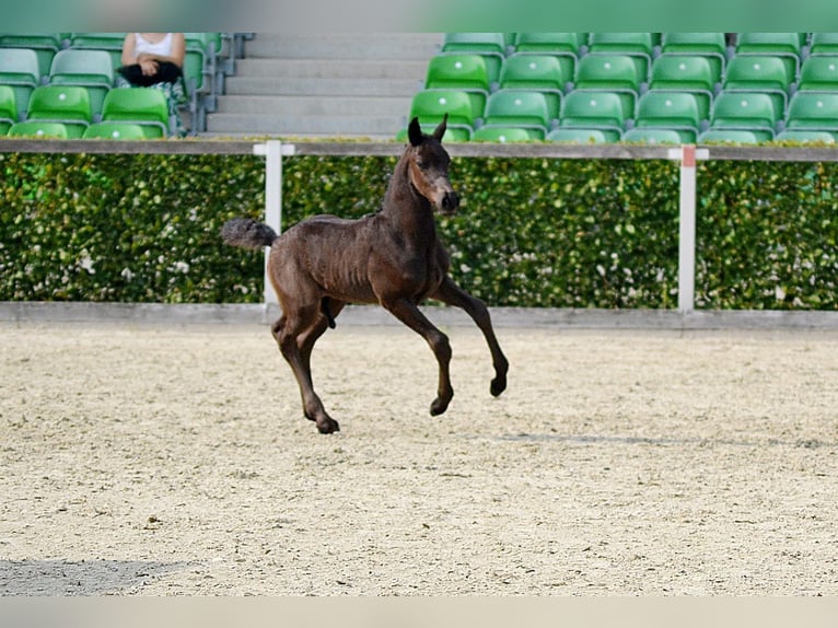 Saxon Warmblood Stallion Foal (06/2025) 15,2 hh Black in Liebstadt Saxon Warmblood Stallion Foal (06/2025) 15,2 hh Black in Liebstadt