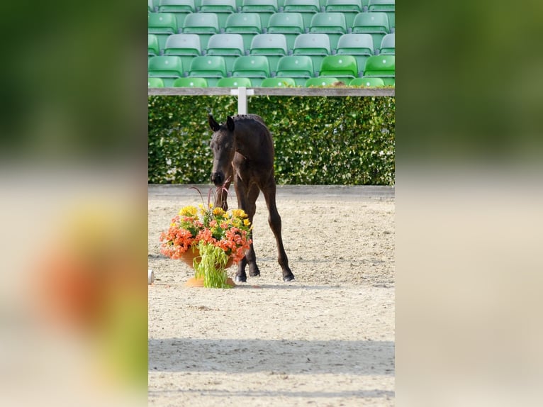 Saxon Warmblood Stallion Foal (06/2025) 15,2 hh Black in Liebstadt Saxon Warmblood Stallion Foal (06/2025) 15,2 hh Black in Liebstadt