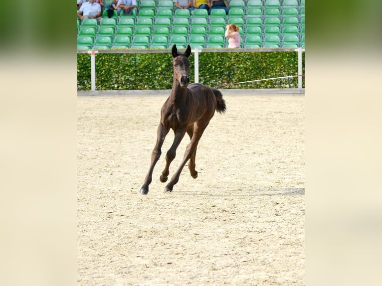 Saxon Warmblood Stallion Foal (06/2025) 15,2 hh Black in Liebstadt Saxon Warmblood Stallion Foal (06/2025) 15,2 hh Black in Liebstadt