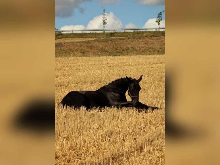 Saxon Warmblood Stallion Foal (03/2025) 16 hh Black in Sohland an der Spree