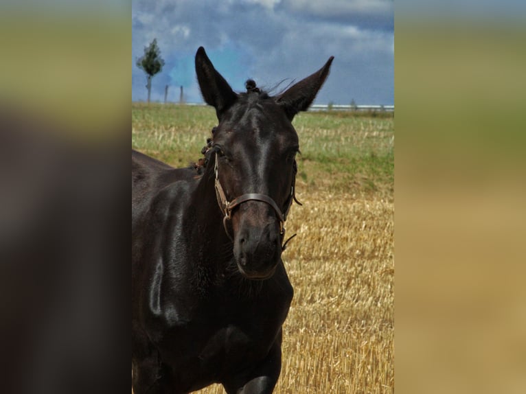 Saxon Warmblood Stallion Foal (03/2025) 16 hh Black in Sohland an der Spree