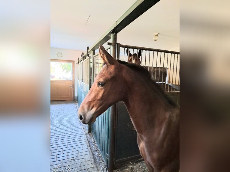 Saxon Warmblood Stallion Foal (04/2026) Brown in Frohburg