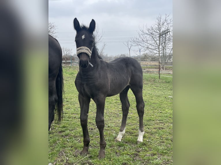 Saxon Warmblood Stallion Foal (02/2025) Smoky-Black in CoswigCoswig