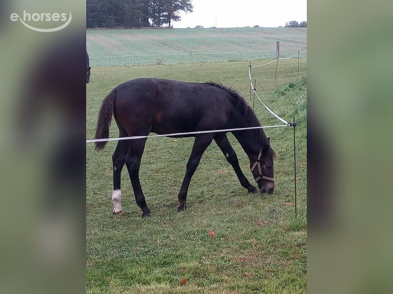 Saxon Warmblood Stallion Foal (06/2026) Smoky-Black in Radibor OT Schwarzadler