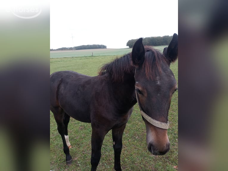 Saxon Warmblood Stallion Foal (06/2026) Smoky-Black in Radibor OT Schwarzadler