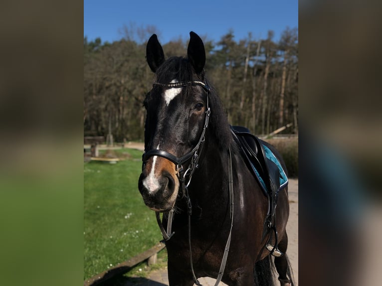 Saxony Anhaltiner Gelding 15 years 16,1 hh Smoky-Black in Schönefeld