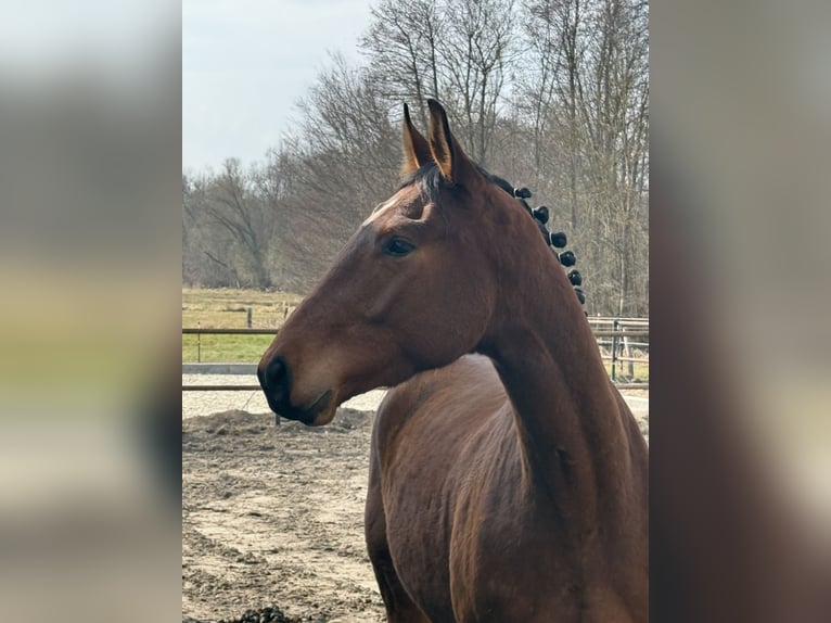 Saxony Anhaltiner Gelding 3 years 16,1 hh Bay in Kloster Lehnin