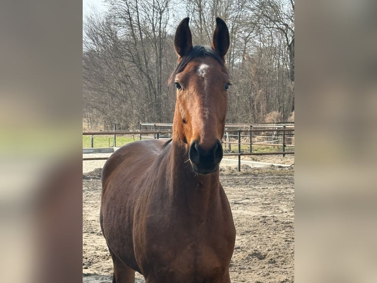 Saxony Anhaltiner Gelding 3 years 16,1 hh Bay in Kloster Lehnin