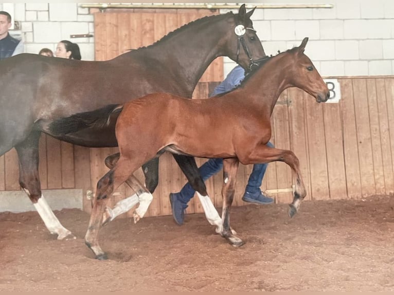 Saxony Anhaltiner Gelding 3 years 16,1 hh Bay in Kloster Lehnin