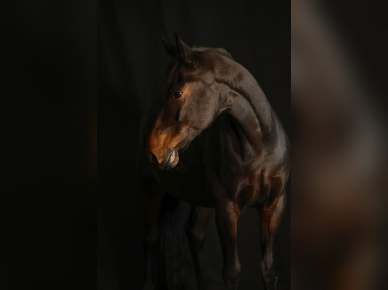 Saxony Anhaltiner Gelding 9 years 17 hh Bay-Dark in Krefeld