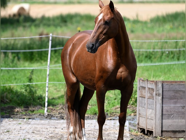 Saxony Anhaltiner Mare 11 years 16 hh Chestnut-Red in Osnabrück