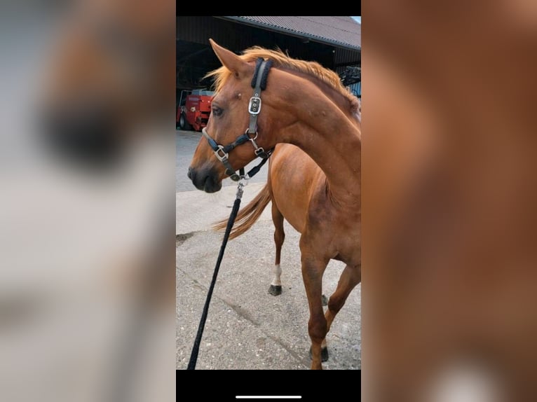 Saxony Anhaltiner Mare 11 years 16 hh Chestnut-Red in Osnabrück