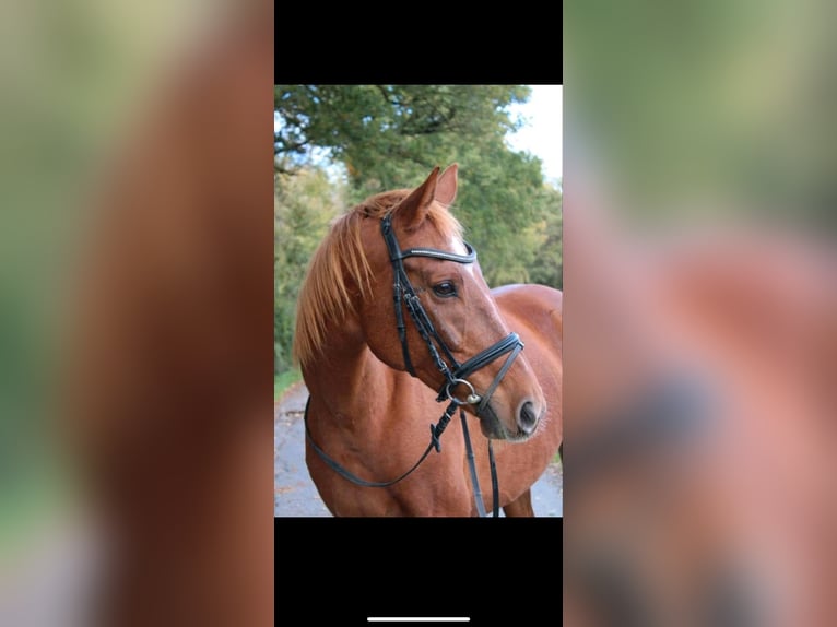 Saxony Anhaltiner Mare 11 years 16 hh Chestnut-Red in Osnabrück