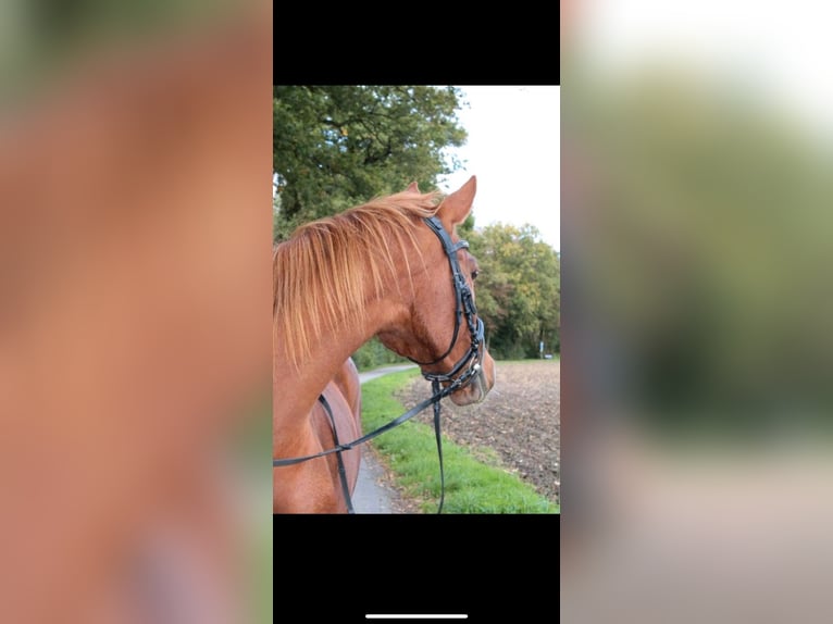 Saxony Anhaltiner Mare 11 years 16 hh Chestnut-Red in Osnabrück