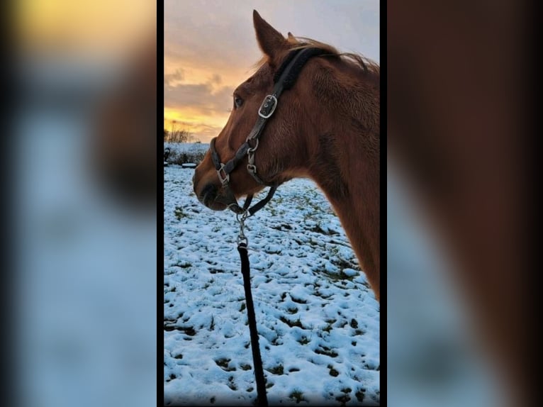 Saxony Anhaltiner Mare 11 years 16 hh Chestnut-Red in Osnabrück