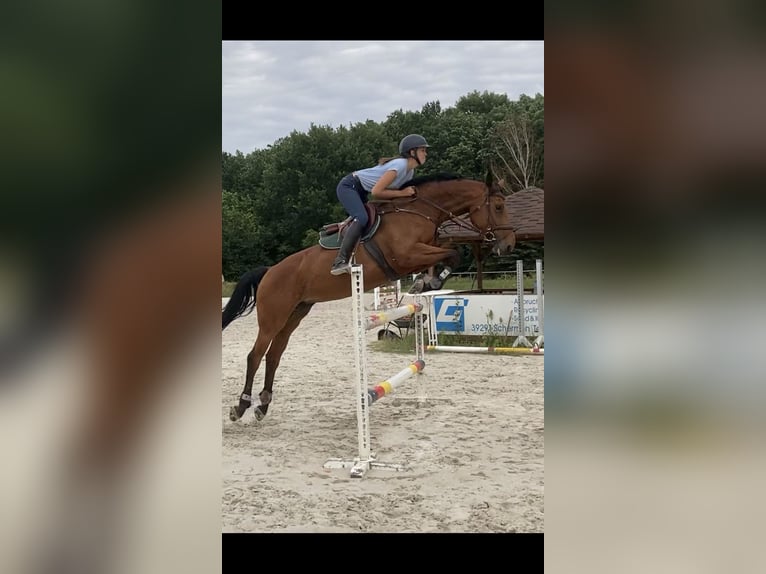 Saxony Anhaltiner Mare 13 years 16.1 hh Brown in Gifhorn